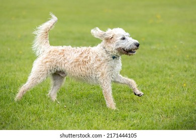 White Labradoodle Walking And Having Fun At The Dogpark