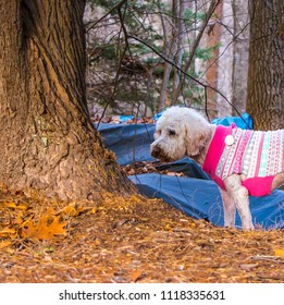 A White Labradoodle Walking In Her Winter Sweater In The North Carolina Woods In December