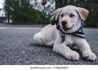 White Labrador With An American Flag Bandanna