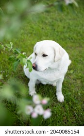 White Labrador Dog Sniffing Flowers Under A Flowering Tree