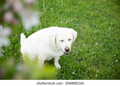 White Labrador Dog Sniffing Flowers Under A Flowering Tree