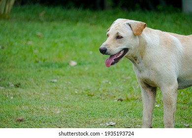 White Labrador In Garden Selective Focus     