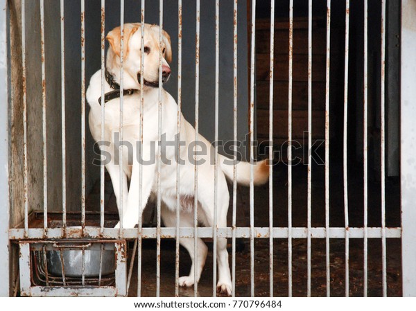 White Labrador Inside Cage Stock Photo 770796484 | Shutterstock