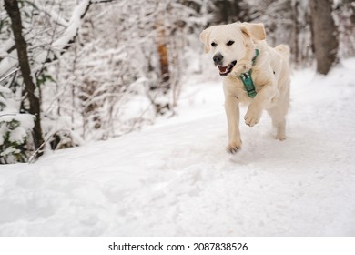 A white labrador retriever dog on winter season