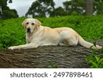 White Labrador retriever dog, sitting on a log with confidence