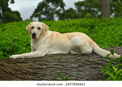 White Labrador retriever dog, sitting on a log with confidence