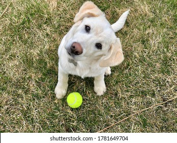 White Labrador Retriever puppy sitting in grass, looking up at the camera with its head tilted to the left.  Bright yellow tennis ball near dog's front paw on brown and green grassy background.