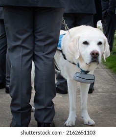 White Labrador Retriever Service Dog With Blue Vest Standing By Man In Gray Dress Pants