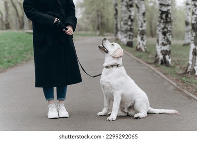 white Labrador Retriever sitting on alley in park with owner, young girl in black coat, dog walking concept - Powered by Shutterstock