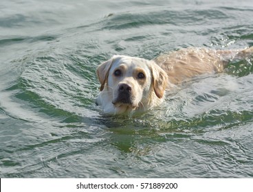 White Labrador Retriever Swimming Water