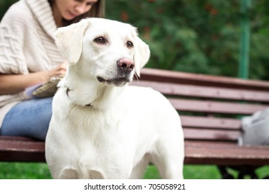 White Labrador Waiting Near The Bench