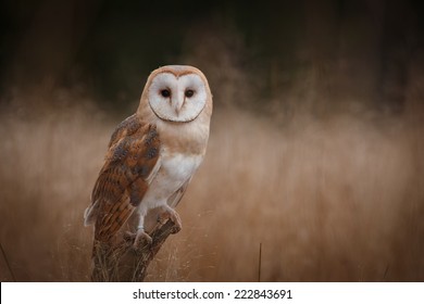 1000 Barn Owl Stock Images Photos Vectors Shutterstock