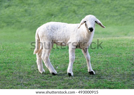 Similar – Image, Stock Photo Beautiful lamb Summer