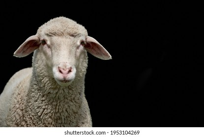 White Lamb Isolated On Black. Closeup Of A Young Sheep Looking At Camera With Copy Space On Black Background.