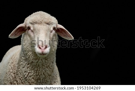 White lamb isolated on black. Close-up of a young sheep looking at camera with copy space on black background.