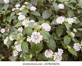 White lantana camara flower (common lantana) grows in Indonesia - Powered by Shutterstock