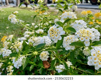 white lantana camara flowers bloom brightly charming - Powered by Shutterstock