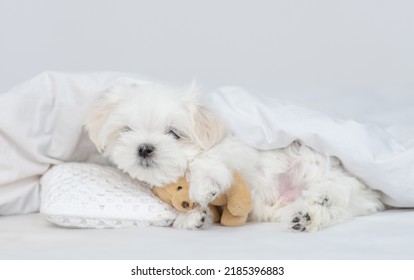 White Lapdog Puppy Lying Under White Blanket On A Bed At Home And Hugs Favorite Toy Bear