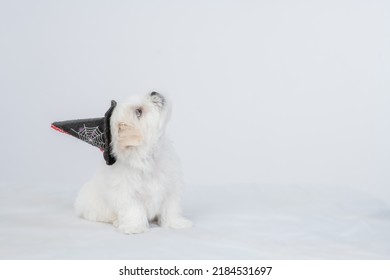 White Lapdog puppy wearing hat for halloween sits on a bed at home and looks up on empty space - Shutterstock ID 2184531697