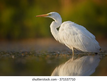 Great Egret On Prowl >> Bird On The Prowl Images Stock Photos Vectors Shutterstock Great Egret On Prowl >> Bird On The Prowl Images Stock Photos Vectors Shutterstock