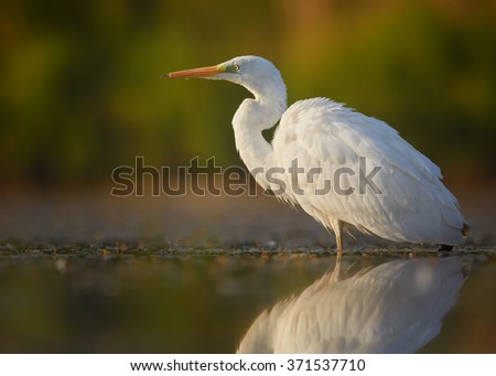 Great Egret On Prowl >> White Large Heron Great Egret Egretta Albabird Stock Photo Edit Now Great Egret On Prowl >> White Large Heron Great Egret Egretta Albabird Stock Photo Edit Now