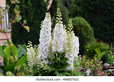 White Larkspur