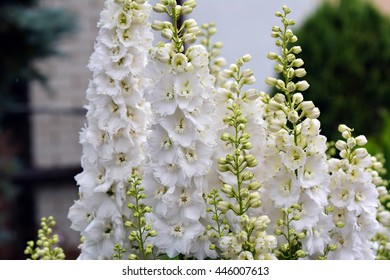 White Larkspur