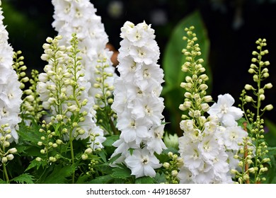 White Larkspur