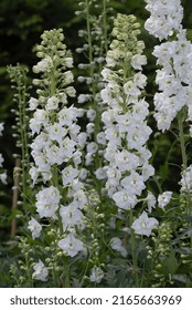 White Larkspur Or Delphinium Flowers In The Garden