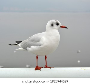 A White Larus Ridibundus See Beyond Standing On The Handrail In Cloudy Day