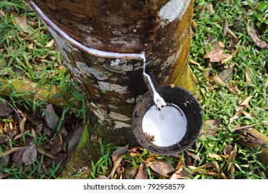 White Latex Tree Rubber Stock Photo 792958579 | Shutterstock