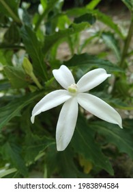 The White Laurentia Longiflora Flower