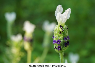 A White Lavandula Stoechas Flower