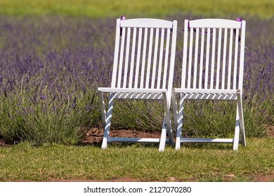white lawn chair in lavender field in a farm