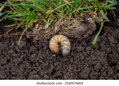 White lawn grub in soil with grass. Lawncare, insect and pest control concept.