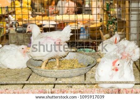 White layer hen in chicken poultry farming.Portrait of white farm bird in incubator coop