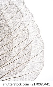 White leaf isolated on white