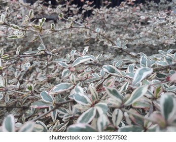 white leaf in the park