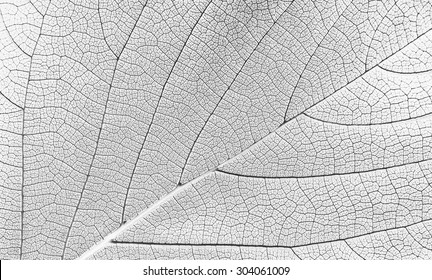 White Leaf Texture