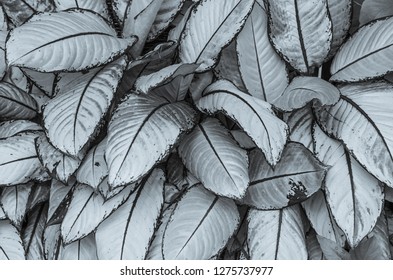 White leafs plant pattern background. 