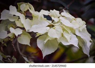 White, Leafy Vine In A Conservatory.