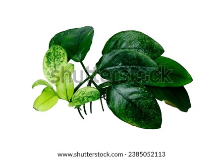 White leaves of Anubias Nana Pinto exotic variegated aquatic plants isolated on white background with clipping path