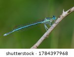 White legged damselfly or blue featherleg male, sitting on a dry stalk of grass, closeup. Genus species Platycnemis pennipes. 