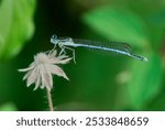 White legged damselfly, Platycnemis pennipes male sitting on dry flower, close up