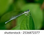 White legged damselfly, Platycnemis pennipes male sitting on a leaf at sunset