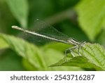 White legged damselfly, Platycnemis pennipes female sitting on a leaf, close up 