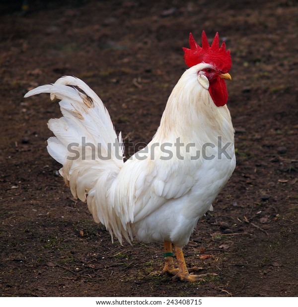 White Leghorn\
rooster organically raised    \
