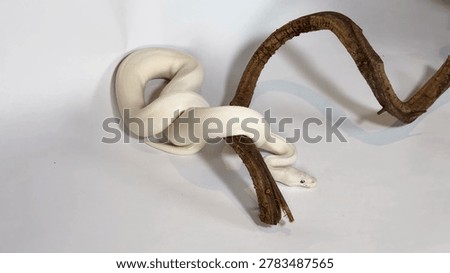 A white leucistic ball python slithers and coils around a curved wooden branch.