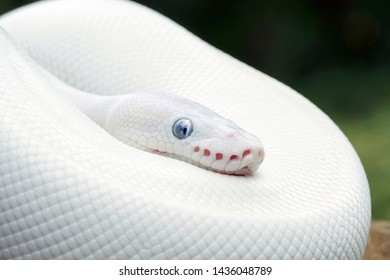 White (Leucistic) Ball Python Snake