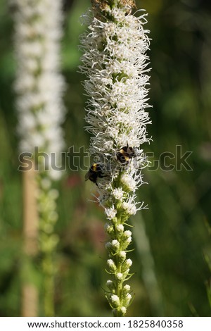White liatris spicata “Alba” flowers (dense blazing star) with bees, close-up